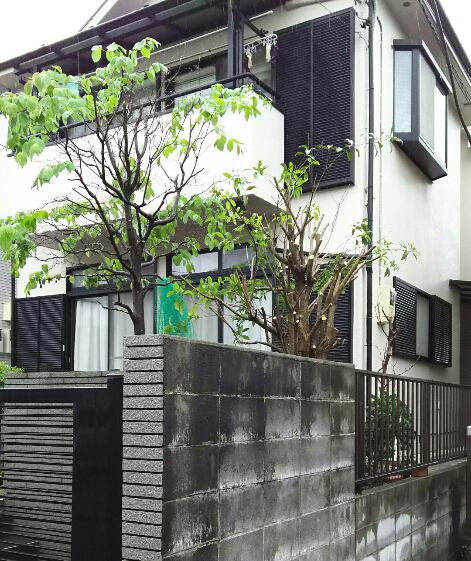 植木剪定後