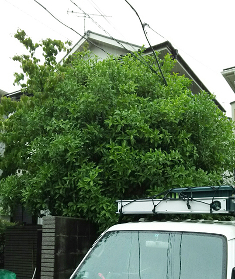 植木剪定前