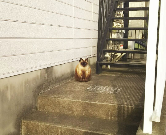 デブねこ
