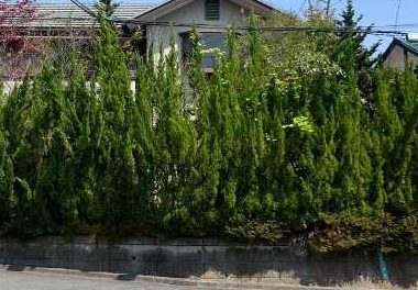 埼玉県日高市　庭木剪定作業 のビフォー画像