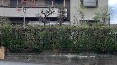埼玉県日高市　庭木剪定作業 のアフター画像