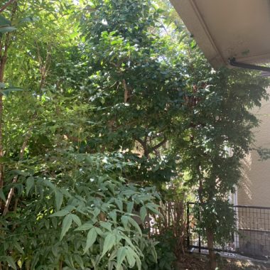 東京都世田谷区　庭木剪定