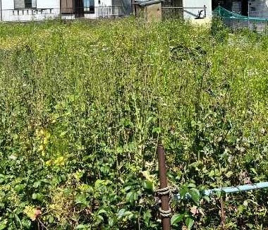 相模原市緑区　草刈り作業 のビフォー画像