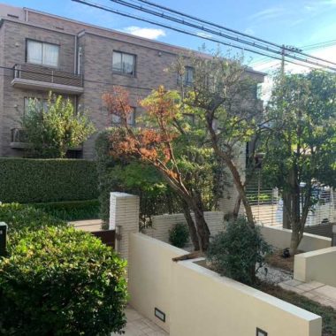 東京都世田谷区　草刈・庭木剪定作業 のアフター画像